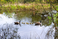 MummyDuckandDucklings